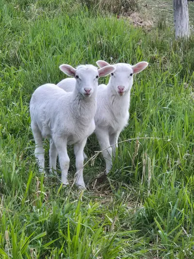 Katahdin Ram Lambs , View more