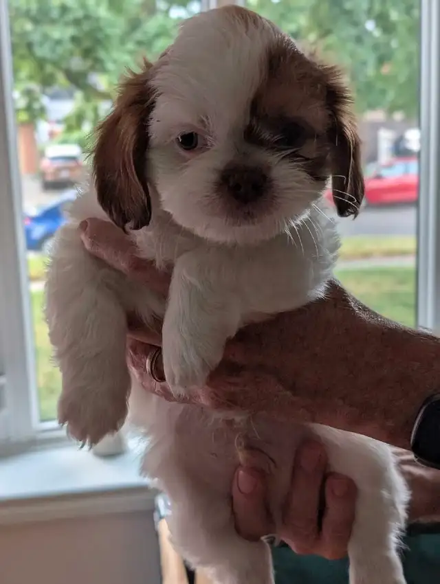 Beautiful Shih Tzu Puppies SOLD in Dogs & Puppies for Rehoming in Kitchener / Waterloo - Image 2
