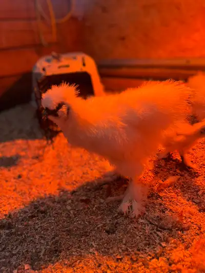 Purebred White Silkie Rooster, View more