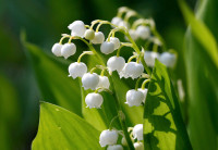 Lily of the Valley - Beauty and Fragrance
