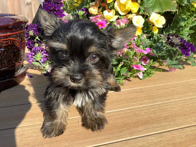 READY NOW YORKSHIRE  BIEWER YORKIE & YORKSHIRE BLACK AND TAN in Dogs & Puppies for Rehoming in Gatineau - Image 2