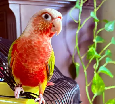 PET Care available - all fins feathers and fur, View more
