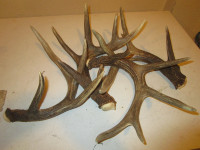 Paying Cash for Shed Antlers