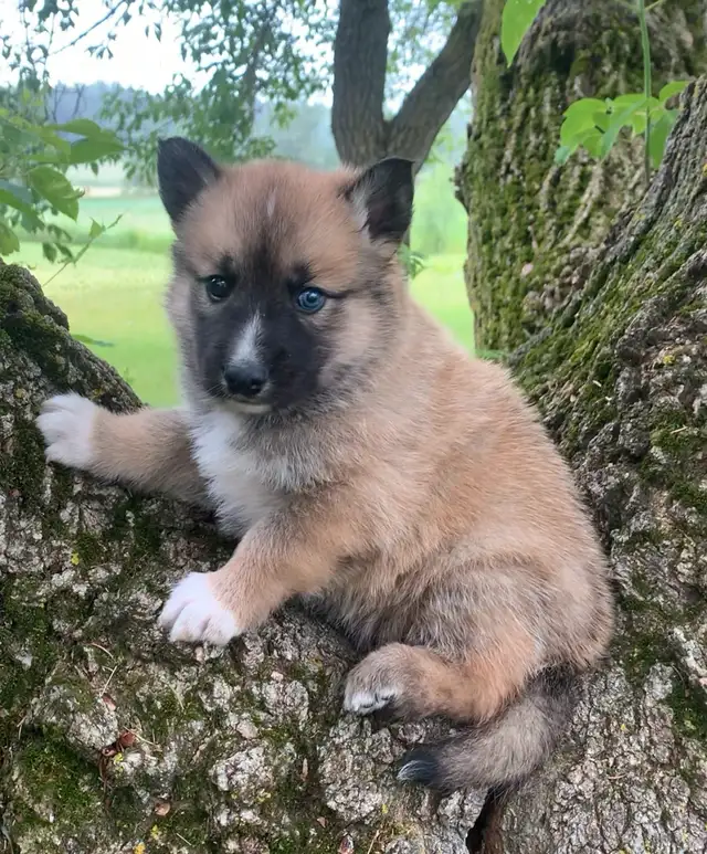 TAMASKAN PUPS (Ultimate Shepsky) in Dogs & Puppies for Rehoming in Edmonton - Image 3
