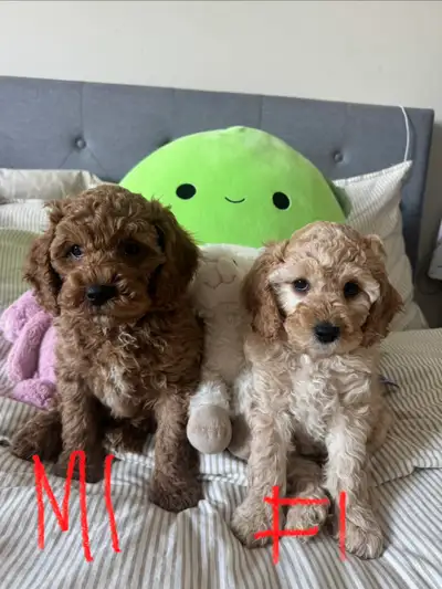 Cockapoo Puppies , View more