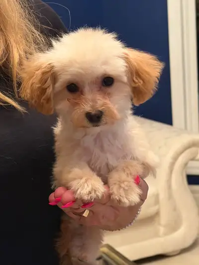Adorable Male Toy Poodle , View more