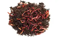 Red wiggler Composting worms $30/ 1/2 lb