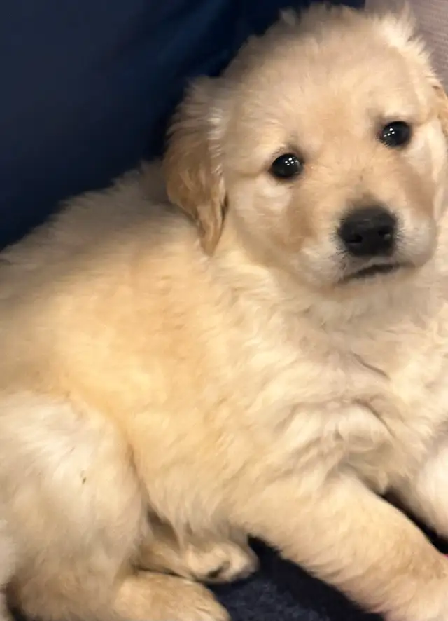 Purebred Golden Retriever CKC in PUCE in Dogs & Puppies for Rehoming in Leamington - Image 5