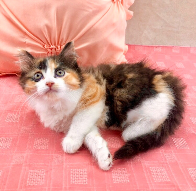 Fluffy Calico Maine Coon, Vaccinated  in Cats & Kittens for Rehoming in Hamilton - Image 3