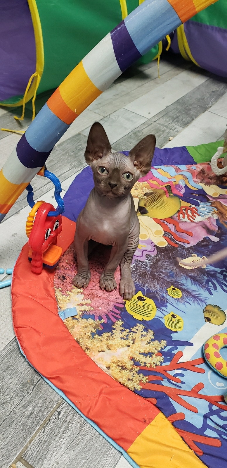 Chaton sphynx Chats et chatons à adopter Laurentides Kijiji