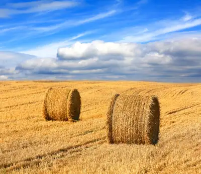5x6 Oat Straw Round Bales, View more