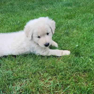 Adorable Puppies for Sale, View more