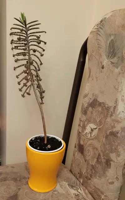 Chandelier plant (Kalanchoe delagoensis), View more