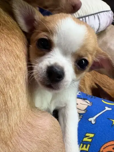 2 chihuahua puppies , View more