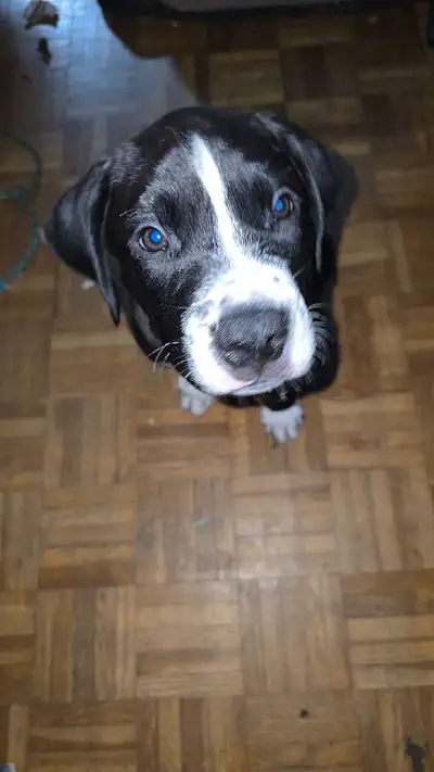 bull mastiff mix  puppies, View more