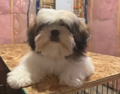 Shih tzu, View more