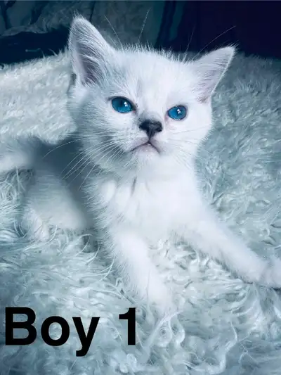British shorthair kittens READY to go , View more