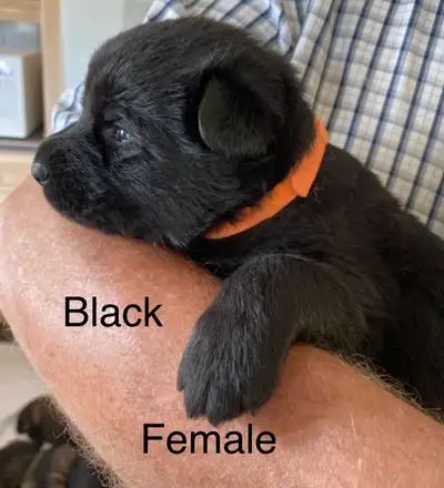 CKC REGISTERED PUREBRED GERMAN SHEPHERD  PUPS FOR SALE, View more