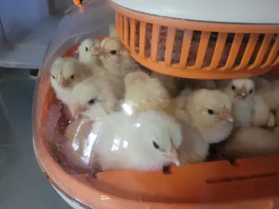Day old chicks for sale, View more