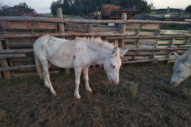 Mule and His Pony Brother Need a New Home in Horses & Ponies for Rehoming in Regina - Image 4