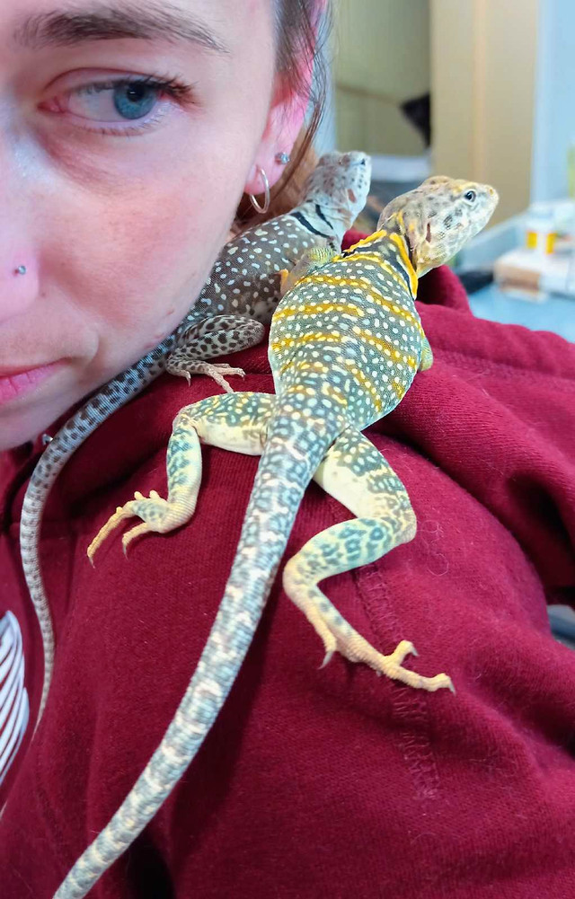 Breeding pair of eastern collared lizards in Reptiles & Amphibians for Rehoming in Norfolk County - Image 4