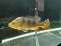 Kelberi Peacock Bass For Rehoming 