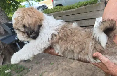 shitzu puppies, View more