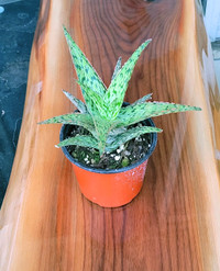 Tiger Aloe Plant / $10 / 4" pot - Ready for a new home!