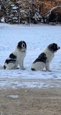 Pyrenean Mastiff Puppies - Rare purebred giant breed
