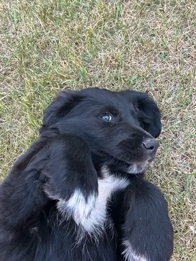 10 week old Puppies, View more