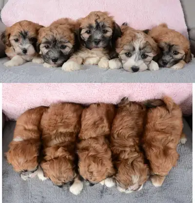 Cute Shih-Tzu x Bichon Frise Puppies - Shichon's, View more