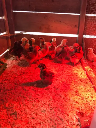Chicks For Sale, View more