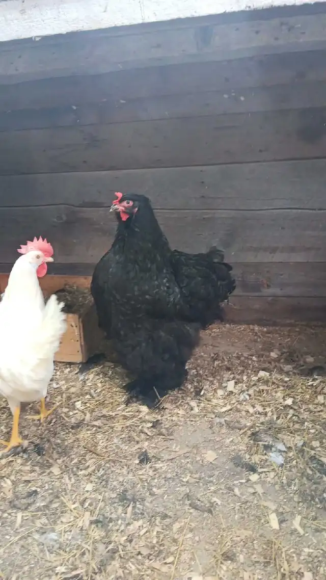 Poule cochin géante pure race noire in Livestock in Val-d'Or - Image 2