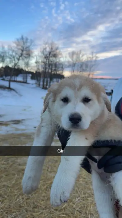 Great Pyrenees / German Shepherd, View more
