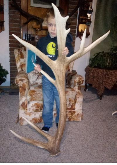 Naturally shed elk antler, massive and palmated for decoration. Biggest one I have seen. Close to co...