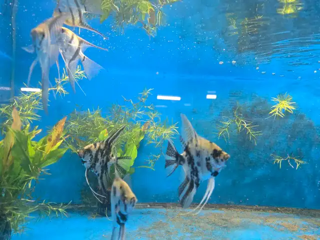 Angelfish  in Fish for Rehoming in Mississauga / Peel Region - Image 5