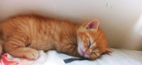 6wks Orange Tabby Kitten (Available in 2 Weeks) 
