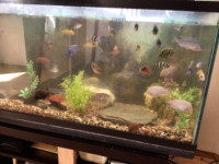 Mixed of different kinds of cichlids