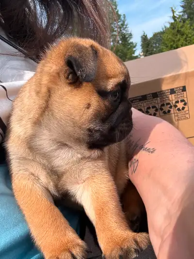 week old male fawn pug, View more