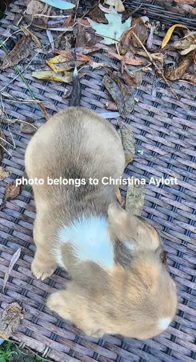 Price Reduced! Chiweenie Puppies Daschund x Chihuahua, View more