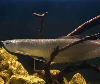 Silver Arowana (OBO), View more