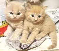 Kittens Male Female LONG HAIRED Must See