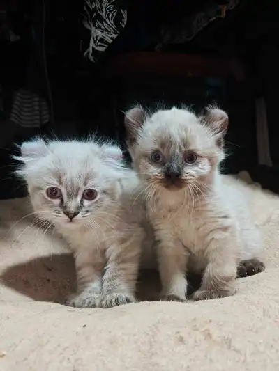 chatons de race, View more