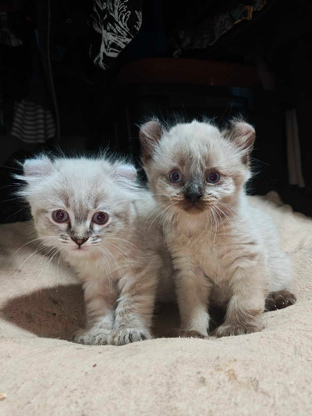 chatons de race fermeture d'élevage dans Chats et chatons à adopter  à Laurentides