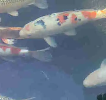 Koi fish, View more