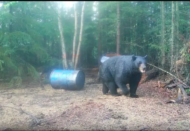 Bear Outfitting Business with full bookings628632764024331221
