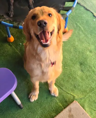 (New home pending)purebred female golden retriever, View more