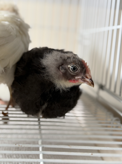 Rare Blue Copper Marans Cockerel! Vaccinated! Free!, View more