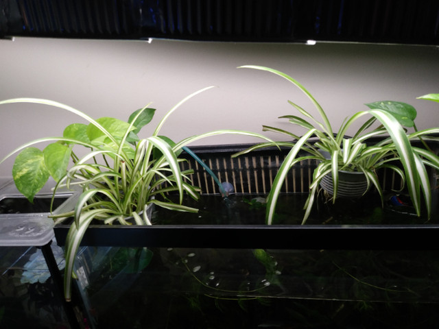 Aquarium Safe Spider Plants in Accessories in Calgary - Image 4