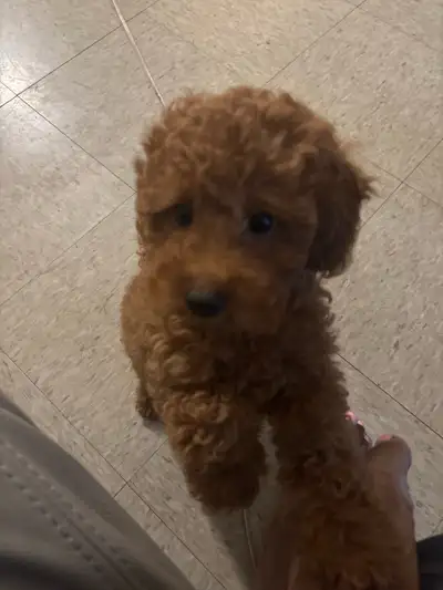 2 months TOY RED POODLE + MICROPUCE + vaccin + cage trained, View more